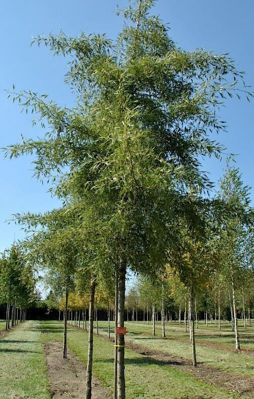 1. VARENBLADIGE ELS ALNUS GLUTINOSA IMPERIALIS Hoogte: 7-10m Breedte: