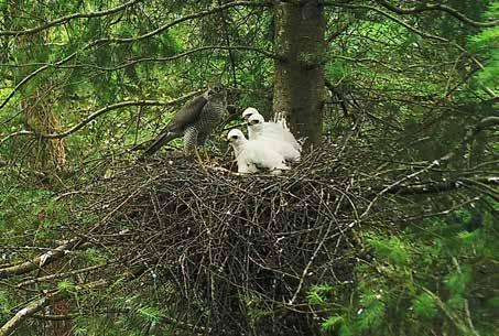 The Sparrowhawk nest still containing four chicks, 12 June 2017. Foto 2.
