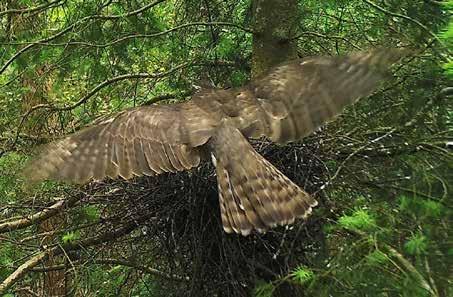 Goshawk makes a grab at Sparrowhawk chicks, 12 June 20 Foto 5.