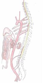 Figuur 6. Overzicht bloedvoorziening naar de organen en ruggenmerg Een belangrijke aanvoerroute van bloed zijn de zijtakken vanuit de grote lichaamsslagader.