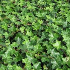 Klimop (Hedera) Deze bekende wintergroene klimplant is ook geweldig als bodembedekker. Er vormt zich snel een groen tapijt en als de bodem goed dicht is gegroeid krijgt onkruid geen kans meer.
