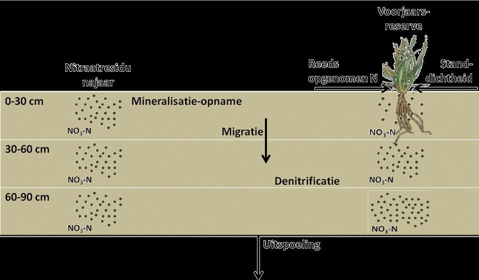 1) Algemeen: N-cyclus Nitraatvoorraad