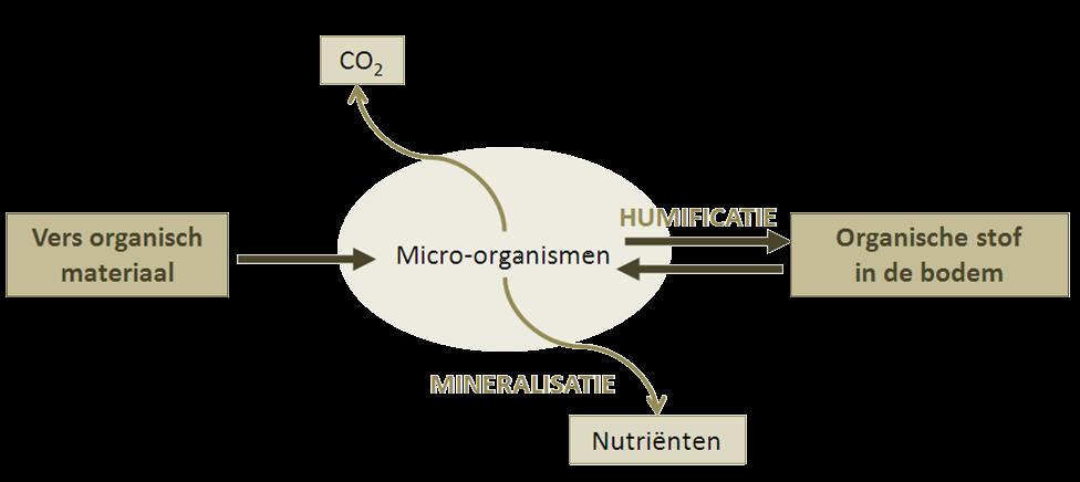 Belang van organische stof in de bodem Plantenvoeding ammonificatie nitrificatie nitrificatie
