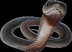 1. Slangen zonder giftanden.