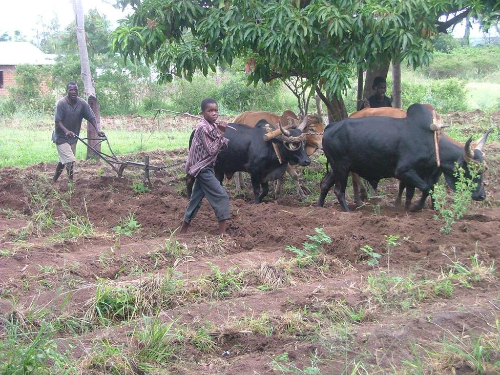 Landbouw en veeteelt De landbouw is erg afhankelijk van de regen. Als er genoeg regen valt is er genoeg te eten.