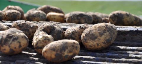 Variabel loofdoden Doel: Aardappels laten afsterven waardoor ze hard worden Stappen: Informatie verzamelen over het gewas (sensoren) Vertaling sensordata naar