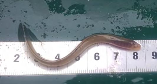 Foto 3.1. Twee grootteklassen van larven van rivierprik uit een oevergeul. Foto 3.