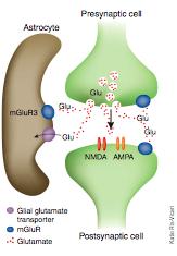 Glutamaat als neurotransmiwer Pas in de 70 erkend als neurotransmiwer 70 Exitatory AminoAcid receptors 80 NMDA en non- NMDA receptor 90 NMDA, AMPA, kainaat en mglu