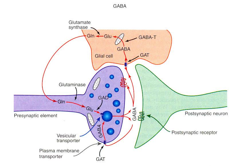 GABA als neurotransmitter Bij ca 30% van alle synapsen is GABA betrokken uit glutaminezuur gevormd door