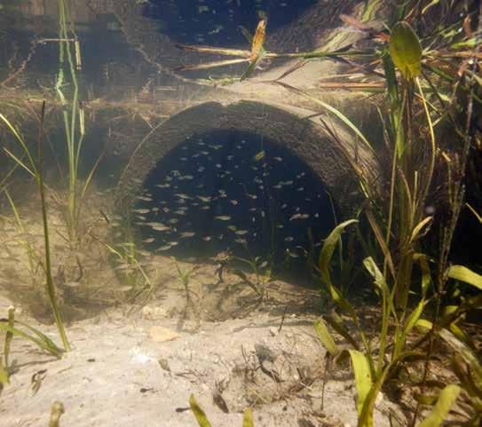 ONDERZOEK & BEHEER De kans op competitie waarbij de beschikbaarheid van bijvoorbeeld plankton beperkend wordt, is het grootst binnen de soort dan wel jaarklasse zelf en voor ecologisch vergelijkbare