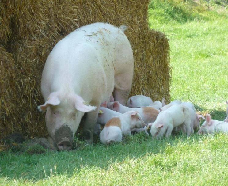 Begin het nieuwe jaar goed, met vlees van Ons Varken De varkens buiten zijn weer goed gegroeid en hebben het gewicht bereikt dat ze geslacht kunnen worden.