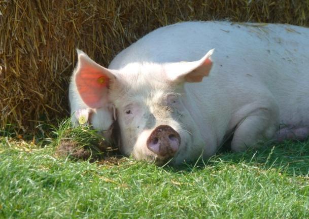 Waar is Ons Varken? Aan het zandpad De Lange Lei op de Heibloem. Waarom Ons Varken? Bijna niemand ziet meer varkens terwijl we toch dagelijks varkensproducten gebruiken. Wat gebeurt er met Ons Varken?