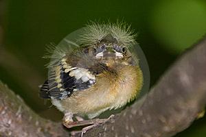 1. IS DIT EEN HUISDIER VOOR JOU? Ja, maar je met wel zrgen dat je weet he je vinken met huden en verzrgen. Natuurlijk heb je altijd de hulp van je uders ndig m ged vr de dieren te kunnen zrgen. 2.