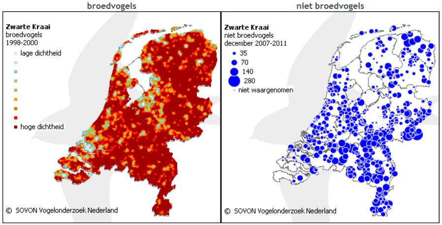Fig. 1 Dichtheid broedvogels in de periode 1998-2000 Bron: Sovon: Atlas van de Nederlandse Broedvogels (2002), en aantal waargenomen niet-broedvogels zwarte kraai in december 2007-2011 (SOVON: Punt