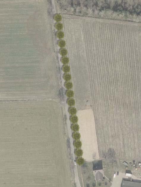 De aanplant van een bomenlaan met streekeigen bomen (eik) markeert samen met de bestaande berkenlaan aan de overzijde van de weg Graven, het wegtracé in het verder open agrarisch landschap.