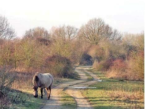 1 Inleiding en visie op het plangebied In het kader van het project Herinrichting Oude Kanjel wordt momenteel een bestek uit gewerkt.