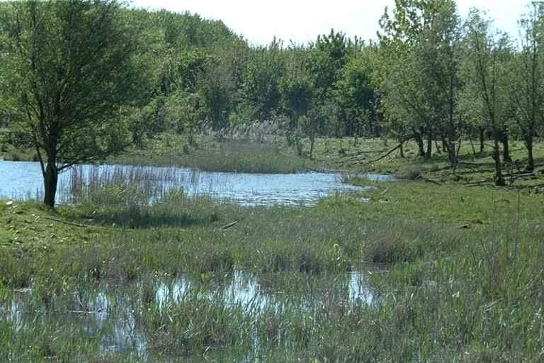 3.2.5 Moeras Moerassen zijn natte plekken met open water en een hoog aandeel aan moeras- en rietvegetaties. Er zijn op verschillende locaties moerasoevers aangelegd.