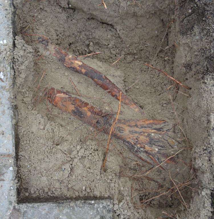 Als je gaat graven kan je het zowel treffen dat je op een dikke wortel stuit maar het kan ook zijn dat je in je inspectiekuil geen wortels tegen komt.