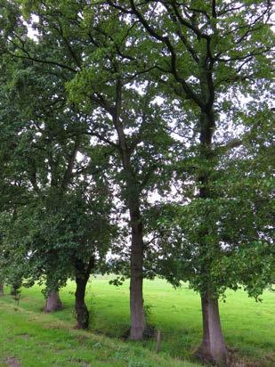 4 Verplantbaarheid Tijdens het onderzoek zijn de bomen tevens beoordeeld op een eventuele mogelijkheid tot verplanten.