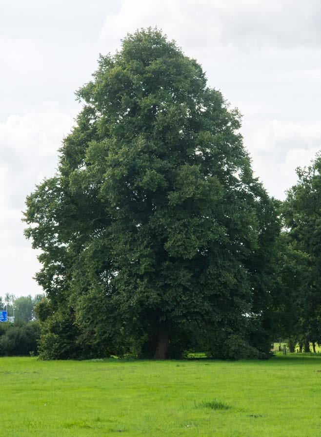 5 Aanbevelingen werken rond bomen De geplande ontwikkeling hebben mogelijk een grote impact op het bomenbestand op landgoed de Reehorst.