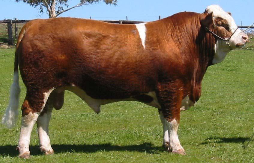 Simmental Profit Boosters To