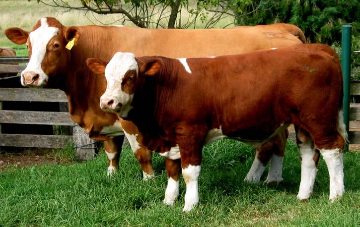 Bull Power High Fertility Weight for Age