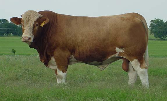 17/10/2005 PS_WSFF_BeefPresentn1PS-Breed1 12 Simmental The World s Beef Breed 40 Million Simmentals Worldwide Strains to suit every Environment and Market Most countries have advanced Simmental