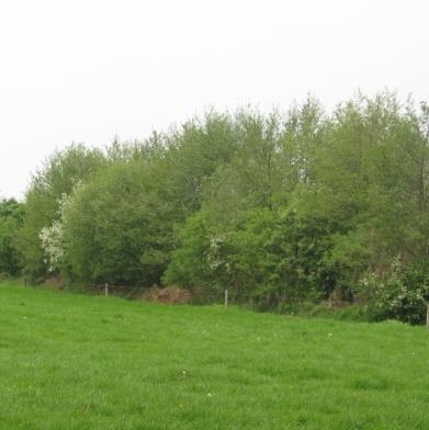 7. Houtwal en houtsingel Op uw terrein De eigenaar heeft de wens om de singel langs de noordzijde verder te versterken. Langs de binnenzijden een extra rij beplanting planten.