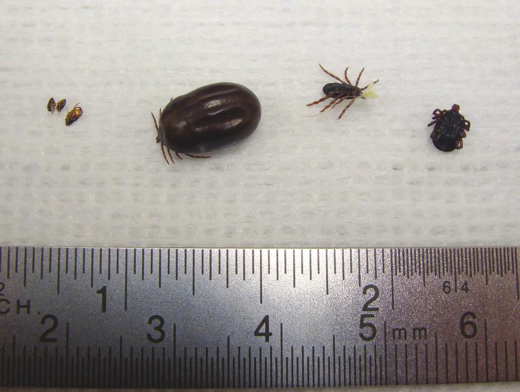 onzijdig), volwassen mannetje of vrouwtje (ongeveer 4 mm).