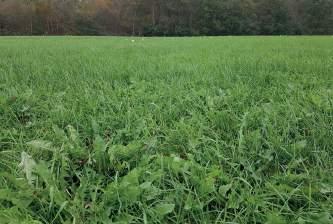 Daardoor schoot het gras al snel in de aar waardoor deze snede een wat lagere voederwaarde had. In juli kwam de droogte in al zijn hevigheid naar voren.