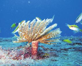 Mei 2007 Koraalriffen zijn een van de grootste, oudste en meest biodiverse gemeenschappen op aarde.