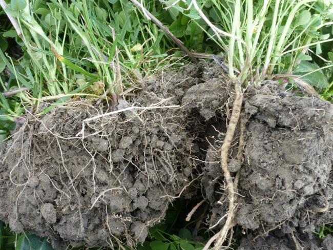 Vele doelen van een groenbemester Nutriënten Organische stof Bodem en