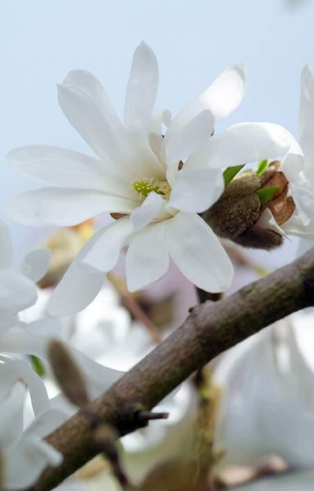 De lente barst los Deze lentetoppers staan