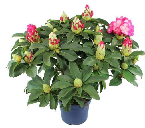 Bezoek ook onze Streekwinkel met elke dag verse producten! online prijsalarm 33,99 50% korting 16, 99 Rhododendron XXL b f / g i 23 cm, d ca. 55 cm. Bloeit lichtroze.