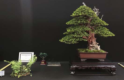 Bonsai San Show Saulieu Op 6 en 7 oktober viel er