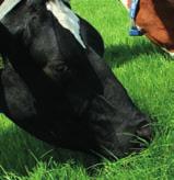 SmakelijkeWeide Smakelijk met veel VEM Het hele jaar smakelijk gras. Uitstekende opname door melkvee. Flexibel inzetbaar voor maaien en beweiden. Hoge kroonroestresistentie.