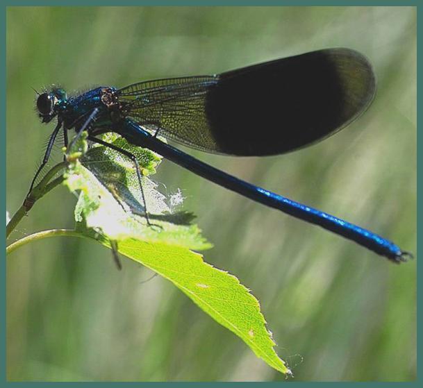 8. Adviezen voor inrichting en beheer Doel: Het kwel- en regenwater beter vast houden in het centrale deel van de horst en verhogen van biodiversiteit.