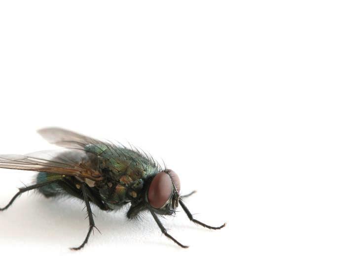 Voornaamste soorten vliegen Huisvlieg Musca Domestica Motvliegje Psychodidae Stalvlieg Stomoxys calcitrans De meest voorkomende vlieg in en rond alle types van stallen.