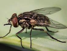 r ee s Een volwassen motvlieg legt zijn eieren in vervuild, troebel water of in vochtig organisch materiaal. De larven voeden zich met de rottende bestanddelen, bacteriën en schimmels.