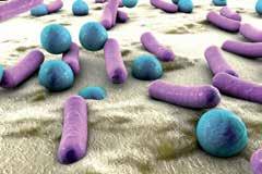 Ze synthetiseren ook essentiële vitaminen en antimicrobiële substanties die de groei van pathogene bacteriën beperken.