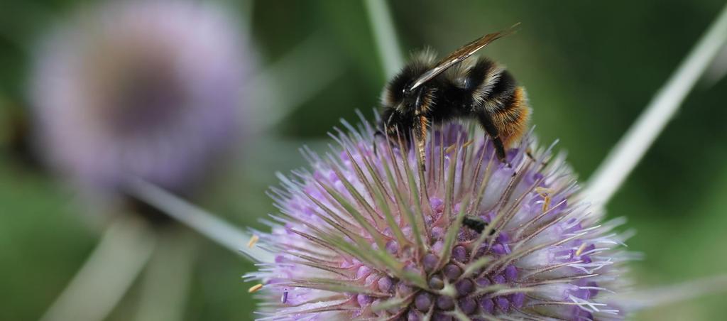 Boshommel Bombus sylvarum als gidssoort Mooi en aaibaar Makkelijk te identificeren Is uitgestorven