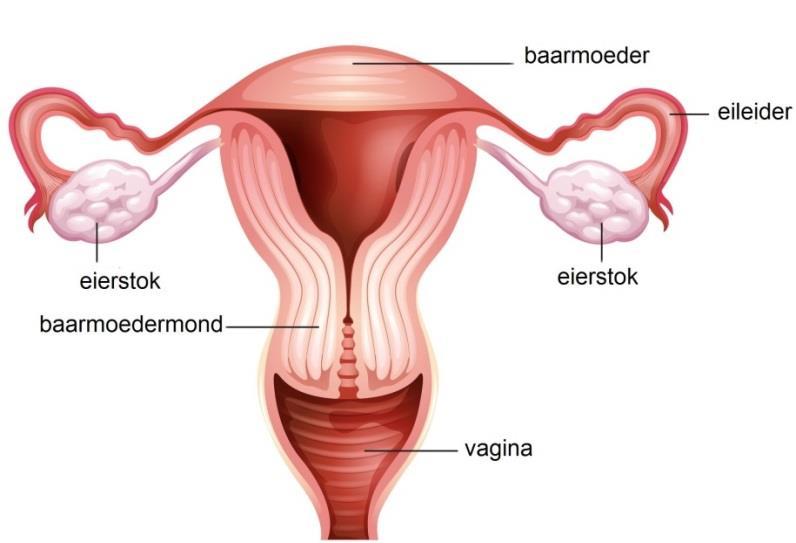 Inleiding U heeft met uw gynaecoloog gesproken over het verwijderen van uw baarmoeder en/of eierstokken. Deze folder geeft u algemene informatie.