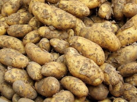 Sinds wanneer eten de Nederlanders aardappelen? Wat aten ze voordat de aardappel naar Nederland kwam? Hoe komt de aardappel aan zijn naam? Tot welke familie behoort de aardappelplant?