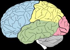 de werking van onze hersenen. Daar bevindt zich de amygdala.