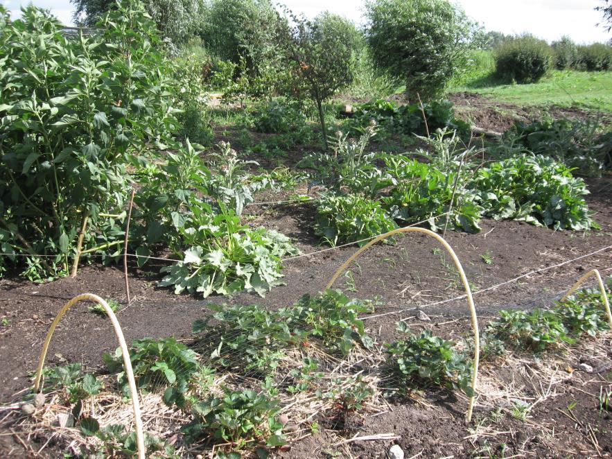 Producten voor de Voedselbank Na een proefperiode, wanneer we ontdekt hebben welke gewassen het beste aanslaan op de pas ontgonnen tuin, zijn we gefocust op oogst ten bate van de voedselbank.