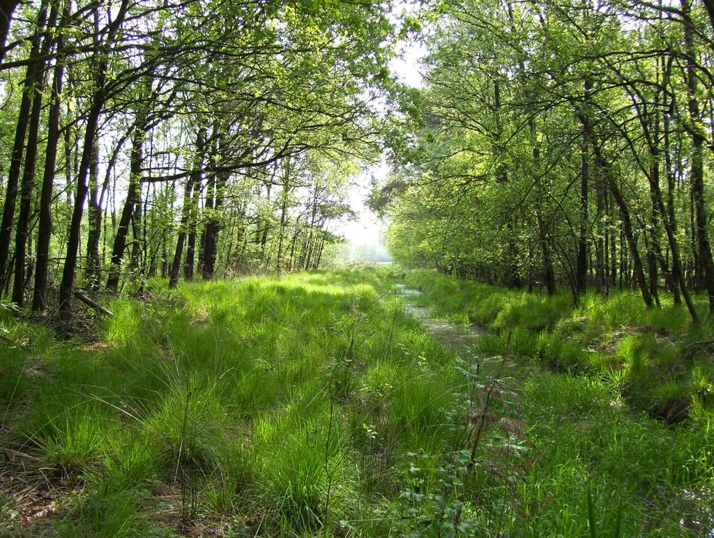 Projectplan Natte Natuurparel Nemerlaer