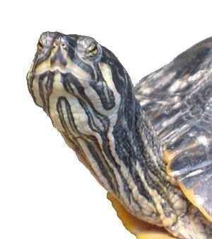 6. VRAGEN AAN DE KLAS Hoe oud kan een moerasschildpad worden? Waar leven deze schildpadden oorspronkelijk? Waarom moet je een schildpad niet op zijn rug leggen? Nog meer weten over dit dier?