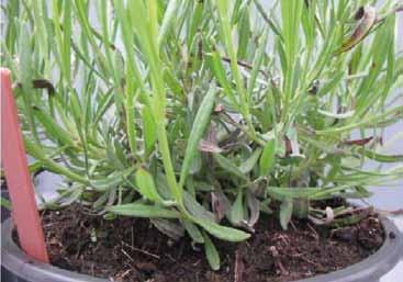 Met de toevoeging van DCM VIVISOL bewijst Delphy Boomteelt dat er in de teelt van Lavendel minder aantasting van bladvlekken plaatsvindt wanneer het bodemleven gestimuleerd wordt.