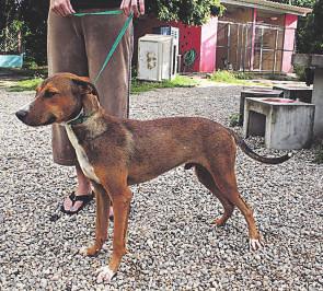 Página 9 In de maanden oktober en november werden bij het dierenasiel Bonaire een groot aantal honden en katten binnengebracht. Veel meer dieren dan dat er normaal bij het asiel werden achtergelaten.