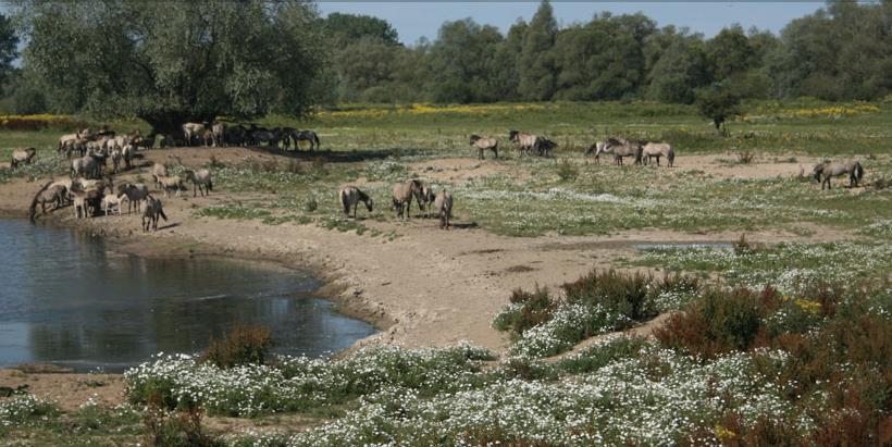 Documentaire Millingerwaard (Gelderland) Van